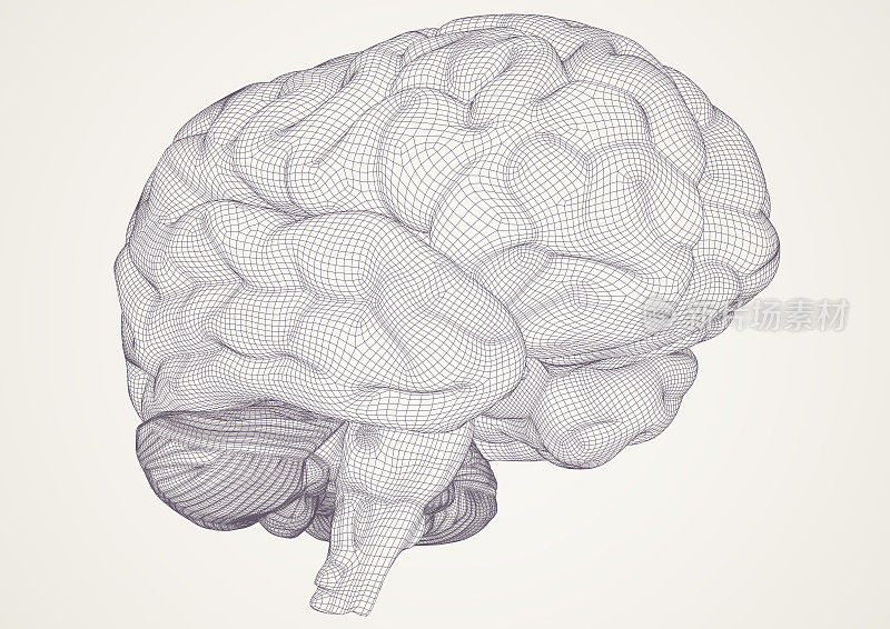 大脑。3 d模型。